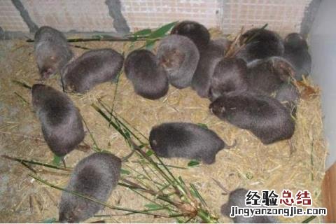 农业致富有什么好项目，根据实际情况选择项目