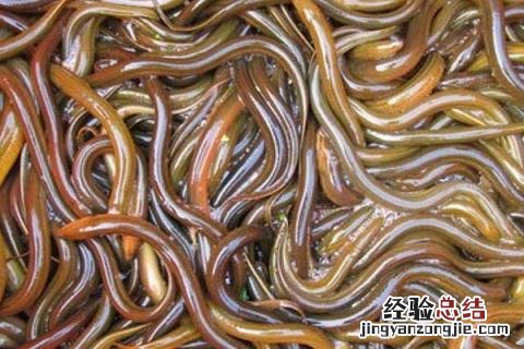 农业致富有什么好项目，根据实际情况选择项目