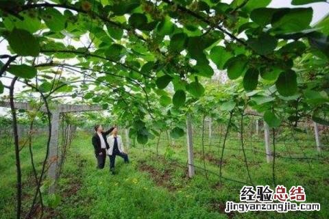 农村如何创业致富 农村怎么创业致富