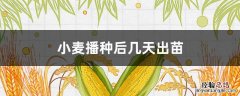 小麦播种后多少天出苗 小麦播种后几天出苗