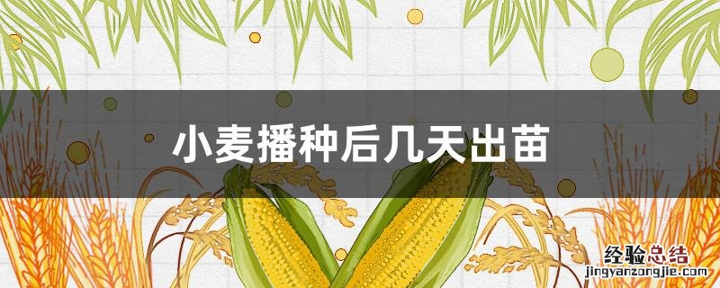 小麦播种后多少天出苗 小麦播种后几天出苗