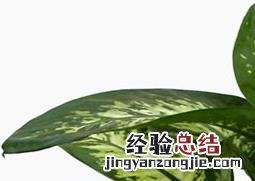 盆栽金钱树如何种植视频 盆栽金钱树如何种植