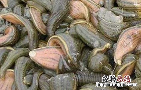蚂蝗疗法有没有副作用 蚂蝗疗法是真的吗
