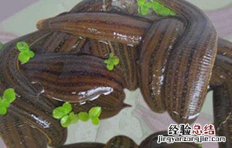 蚂蝗疗法有没有副作用 蚂蝗疗法是真的吗