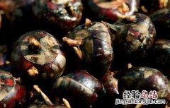 吃荸荠能减肥吗 吃荸荠可以减肥吗