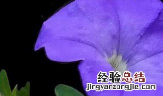 矮牵牛花开花要施肥吗 矮牵牛花期可以施肥吗