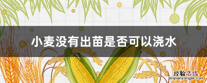 小麦没有出苗是否可以浇水 小麦没有出苗是否可以浇水施肥