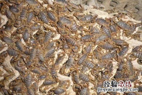 4个农村致富项目分享 农村致富项目