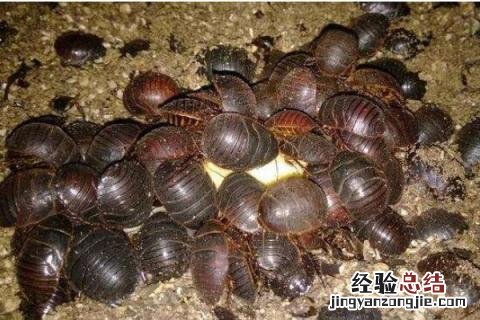 4个农村致富项目分享 农村致富项目