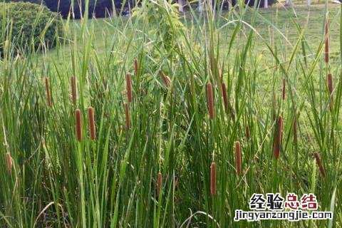 4个农村致富项目分享 农村致富项目