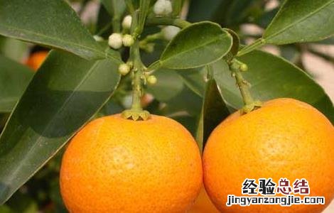 吃金桔能减肥吗女生 吃金桔能减肥吗