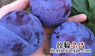黑布朗李的功效与作用 黑布林李的功效与作用有哪些