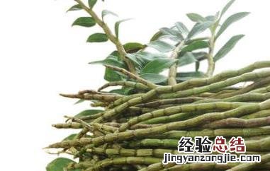 新鲜石斛怎么吃 新鲜石斛怎么吃,有什么攻效