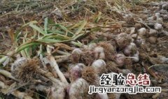 从播种大蒜到收获大蒜要多久才能发芽 从播种大蒜到收获大蒜要多久