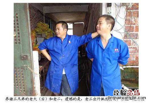 广东省清新县商塘三兄弟合伙养猪致富