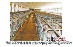 福建生猪养猪大部分企业改养“科技猪”