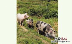 杨理山：饲养石头猪 喜奔致富路