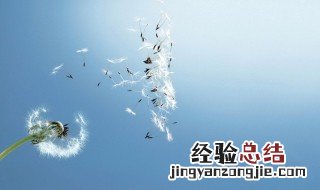 蒲公英怎么存放好 存放蒲公英方法