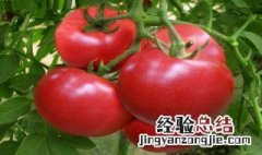西红柿怎么存放时间长 存放西红柿方法