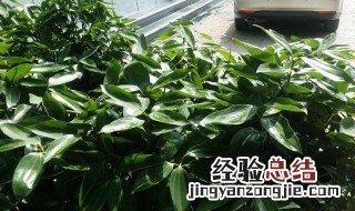 洋桔梗能活多少年镜面草能养成树吗