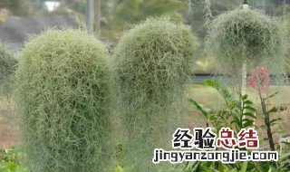 老人头发长得快好吗 老人须怎么长得快