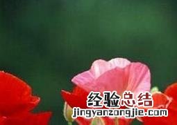 虞美人花如何养殖 虞美人花好养吗