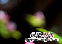 海棠树如何种植 大海棠树如何养殖