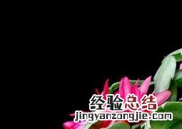 蟹爪兰夏天的养殖方法和注意事项 蟹爪兰夏天的养殖方法