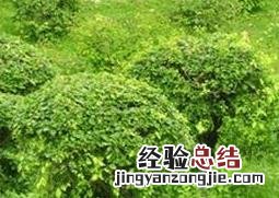 常绿灌木品种介绍 常绿灌木品种介绍大全