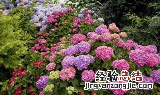 种植绣球花的方法和步骤 种植绣球花的方法