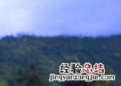 紫罗兰和金鱼草的区别在哪 紫罗兰和金鱼草的区别