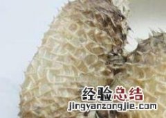 刺龟皮哪些人不适合吃 刺龟皮什么人不能吃