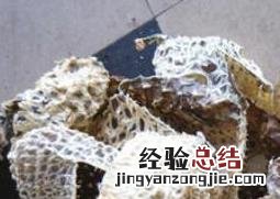 刺龟皮哪些人不适合吃 刺龟皮什么人不能吃