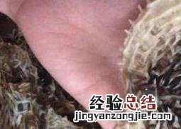 刺鱼皮的功效和作用 刺龟鱼皮的功效