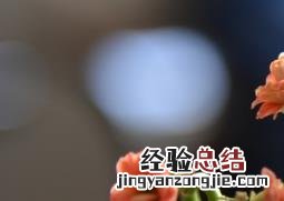 长寿花打顶与摘心技巧 长寿花打顶与摘心技巧视频
