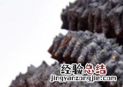 黑海参的功效与作用禁忌 黑海参的功效与作用