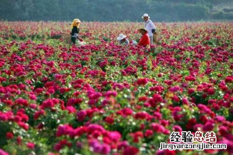 农民发家致富的门路有哪些? 4个农村发家致富的门路