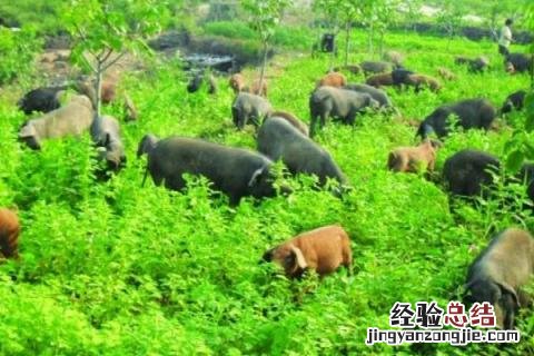 在农村怎样富起来,需结合所在地的优势选择项目