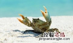 酱油河蟹的做法视频 酱油河蟹的做法