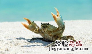 酱油河蟹的做法视频 酱油河蟹的做法