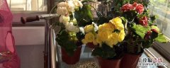 花卉烂根用什么药预防 花卉烂根用什么药