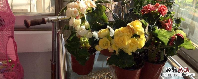 花卉烂根用什么药预防 花卉烂根用什么药
