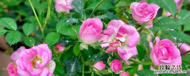 含氮高的花肥有哪些 花卉含氮的肥料有哪些