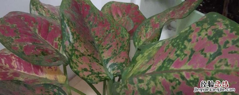 花卉如意皇后怎样繁殖 如意皇后开花有种子如何种植