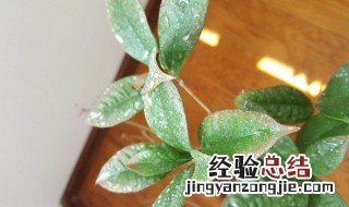桂花一发芽就死了 桂花发芽一段时间后掉叶什么原因