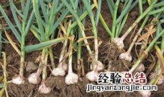 大蒜种出来的是什么东西 大蒜种出来的是什么