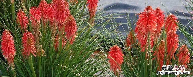 火炬怎样养殖 花卉火炬怎么养