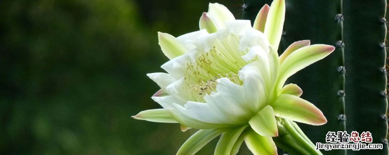 龙骨花卉对人体有无害 花卉龙骨在室内有害吗