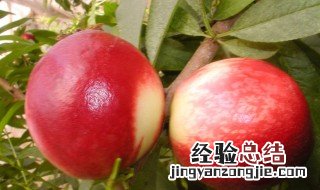 中油16油桃的前景如何 中油16号油桃品种怎么样
