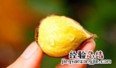 冷了的糖炒栗子怎么热 糖炒栗子凉了如何加热